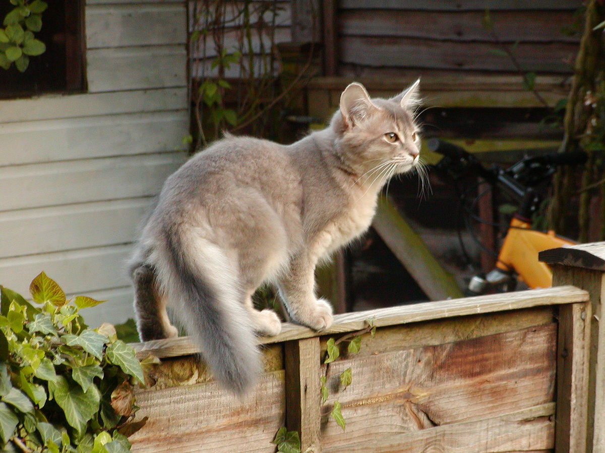 1200px-Blue_Somali_kitten_age_3_months