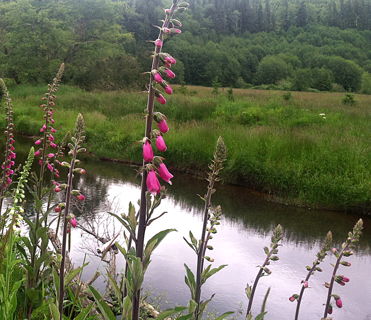 bcfoxglove