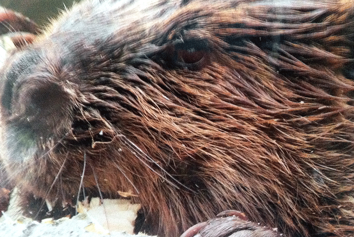 beaverpoem