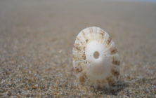 love_sunny_limpets 026