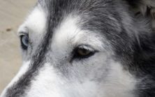 love_sunny_limpets 017