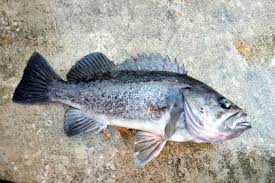 seabass