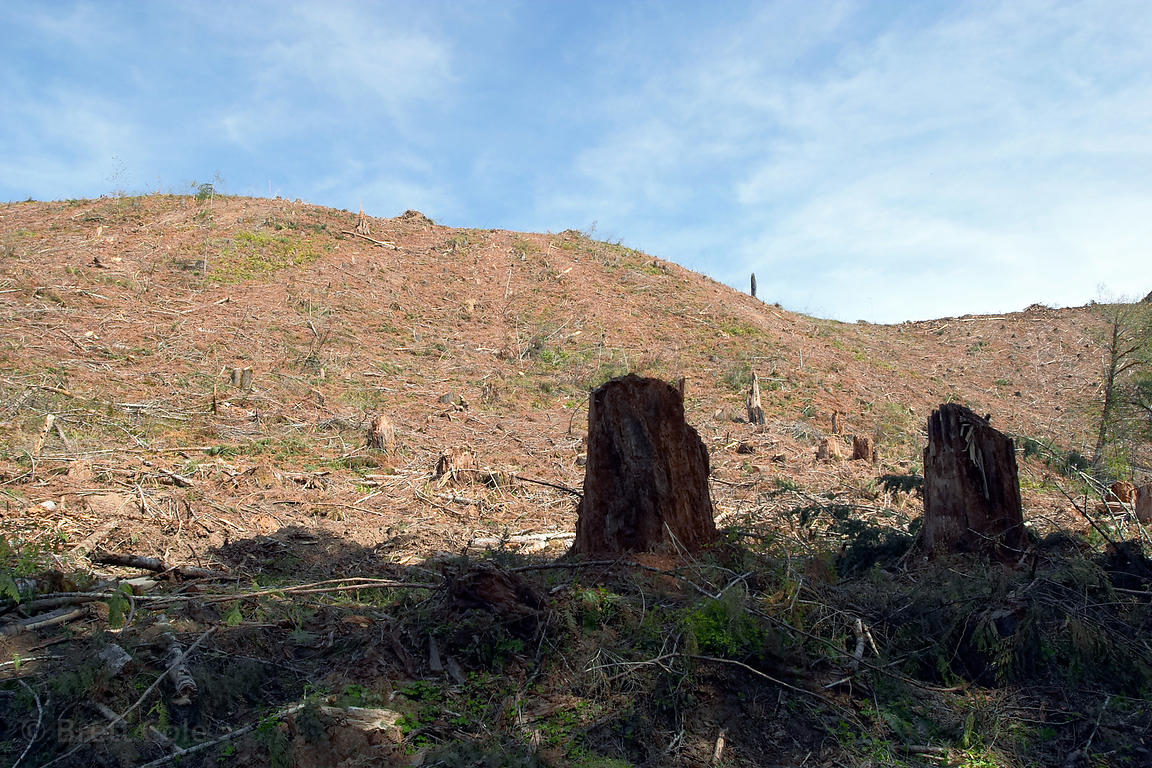 Weyerhaeuser clearcuts in the Spring of 2004. Oregon Coast Range foothills.