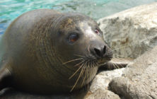 harborseal