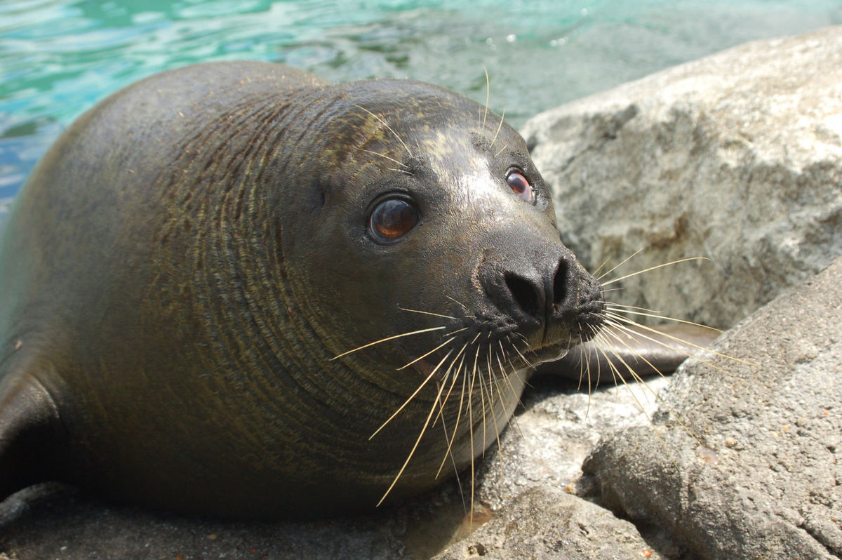 harborseal