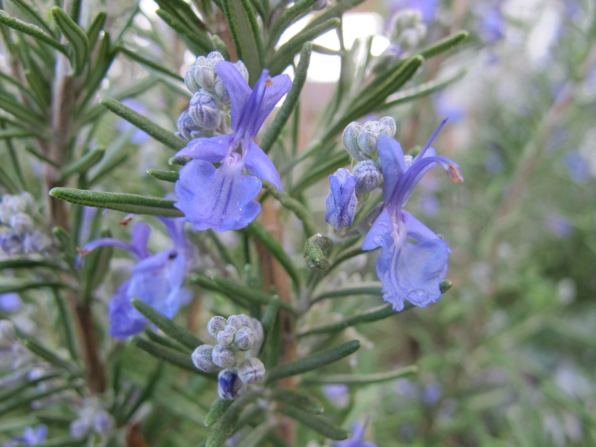 Rosemary_in_bloom