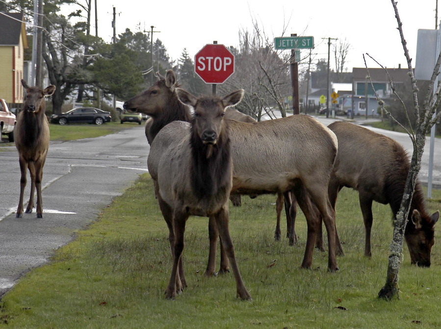 elk