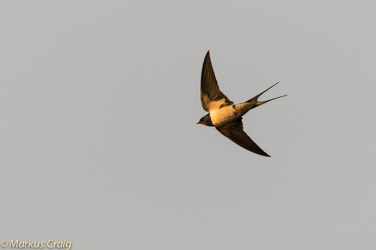 barn swallow barn swallow