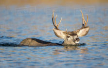 deerswimming