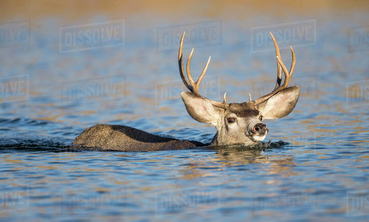 deerswimming