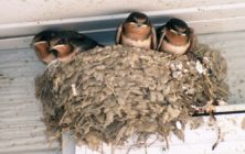 Home-Barn-Swallow-House