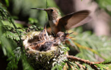 hummingbird_nest