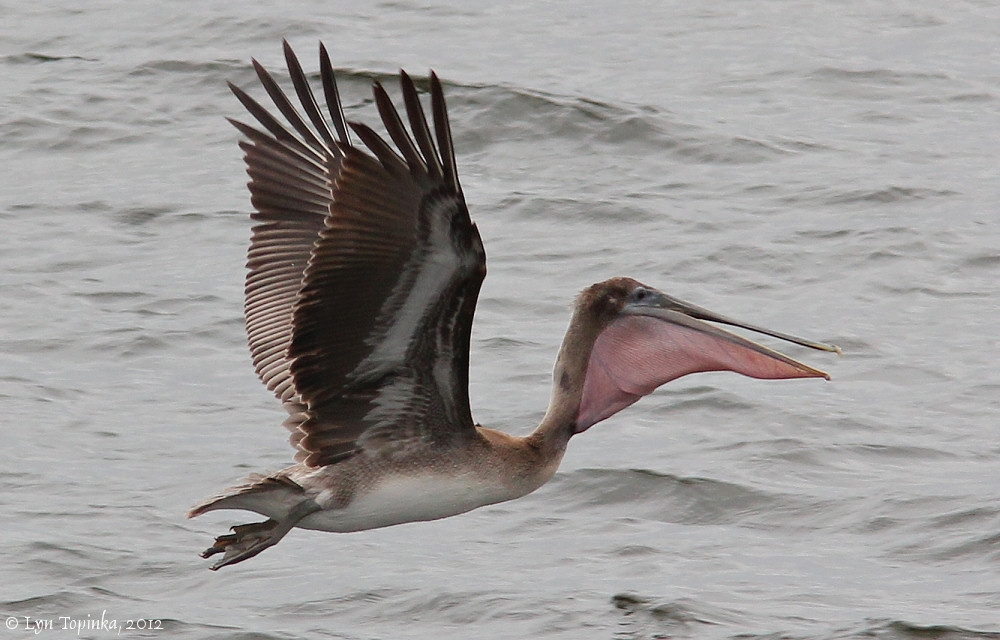 pelican