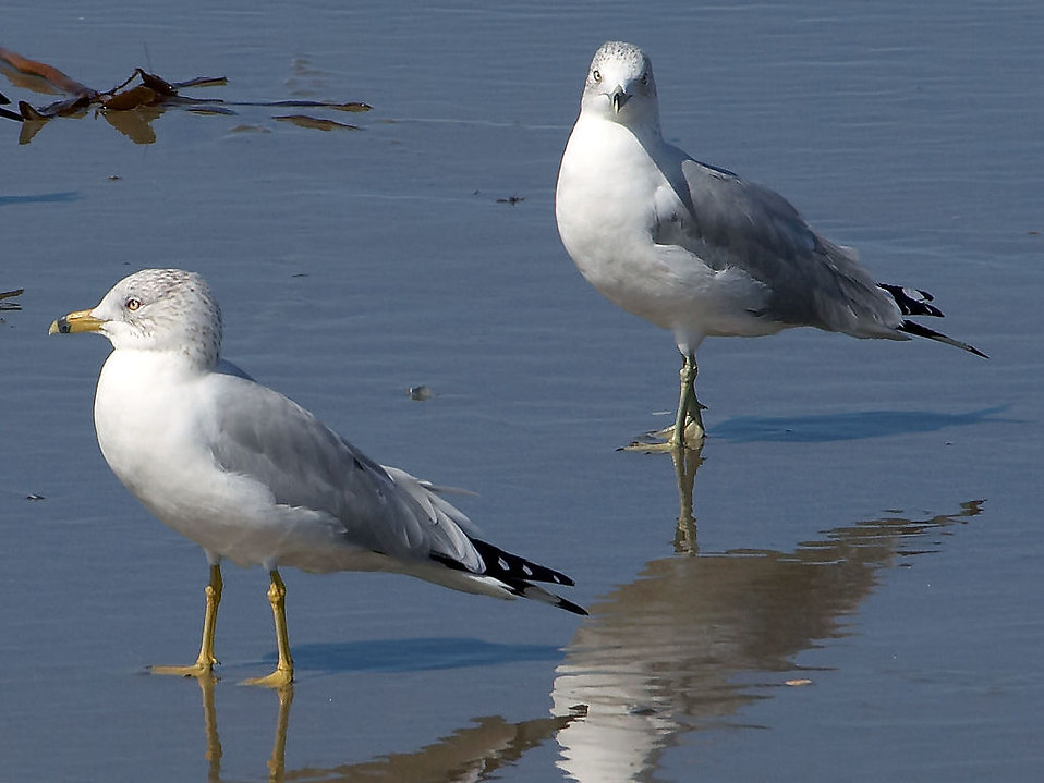 seagulls