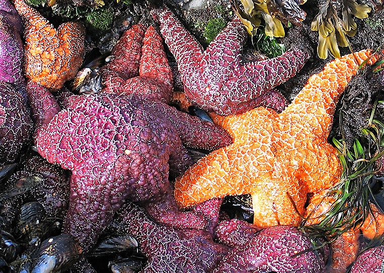 Tide Pool