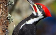 Pileated-Woodpecker