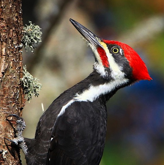 Pileated-Woodpecker
