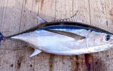 albacore2-2