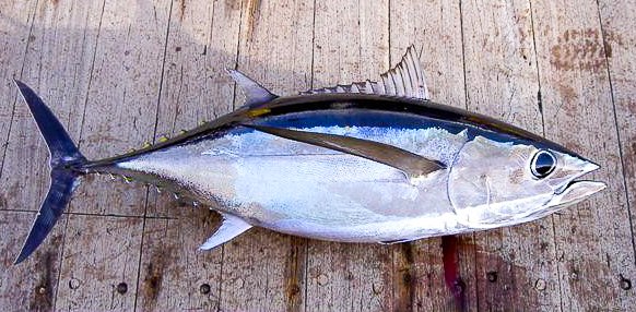 albacore2-2 albacore2-2