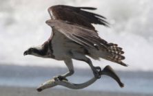 ospreyeel