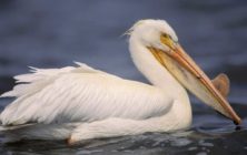 pelican