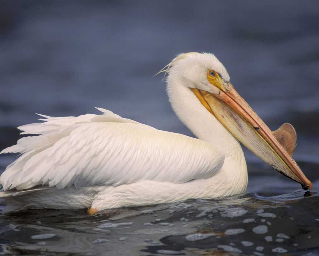 pelican