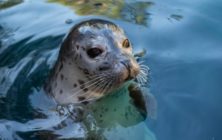 H_harbor-seal-water
