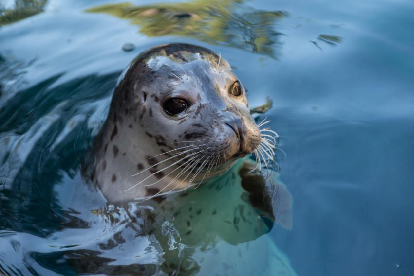 H_harbor-seal-water