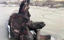 driftwood