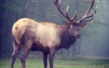 elk_2