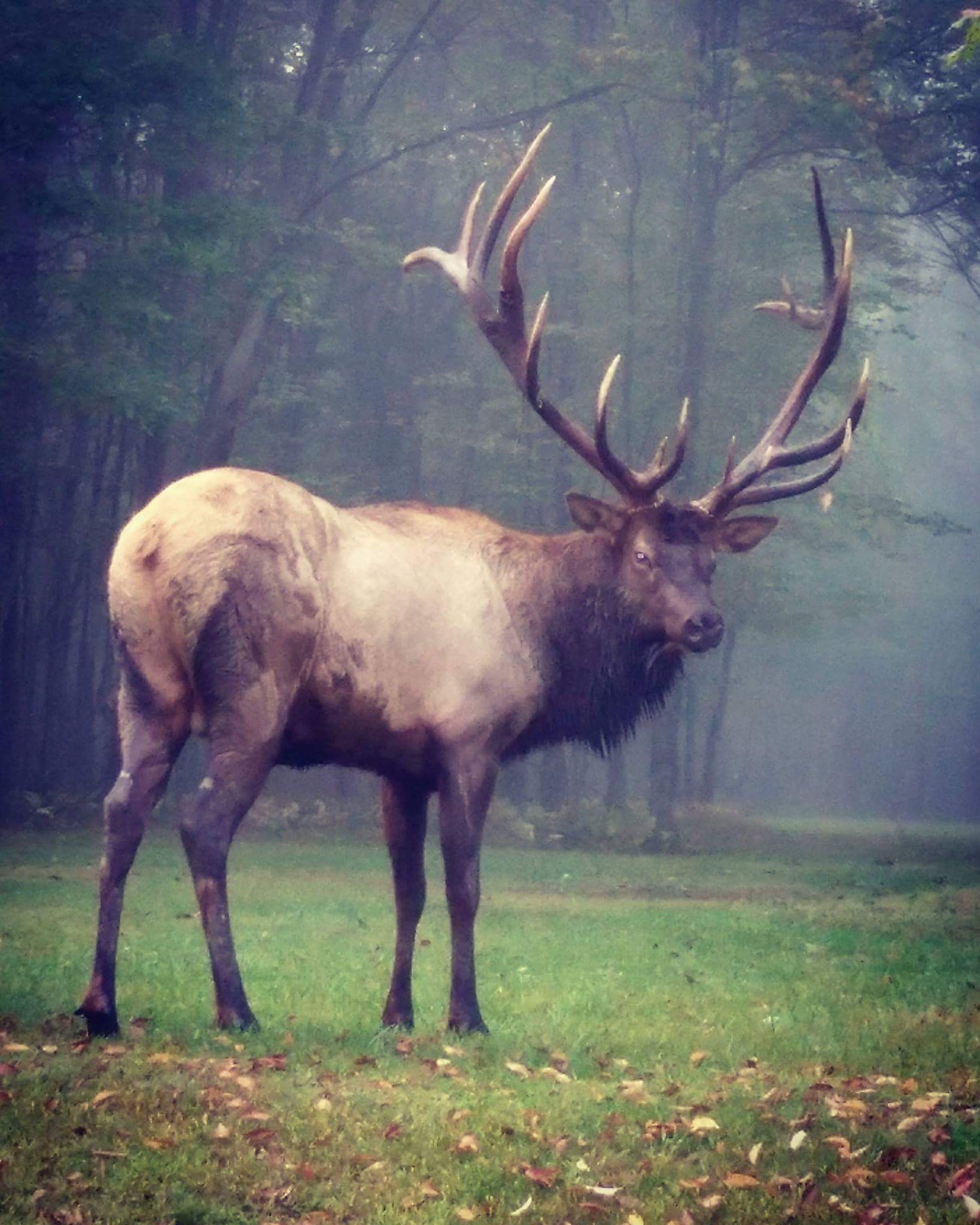 elk_2