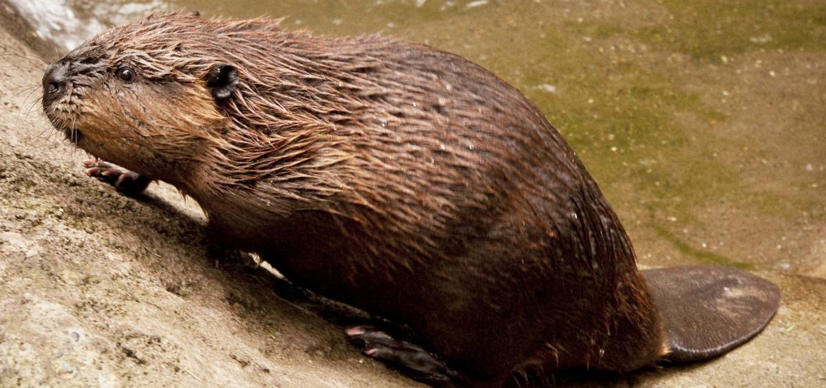 beaver