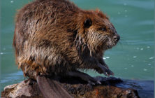 1beaverCastorcanadensis