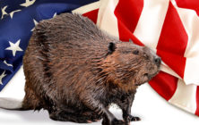 americanbeaver