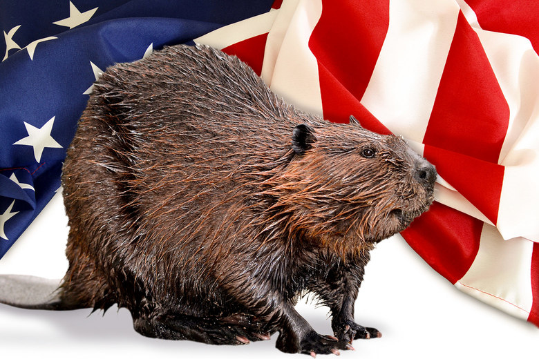 americanbeaver