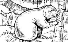beavercoloringbook
