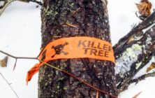 treekiller