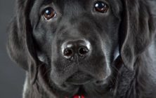 gus