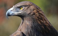 goldeneagle