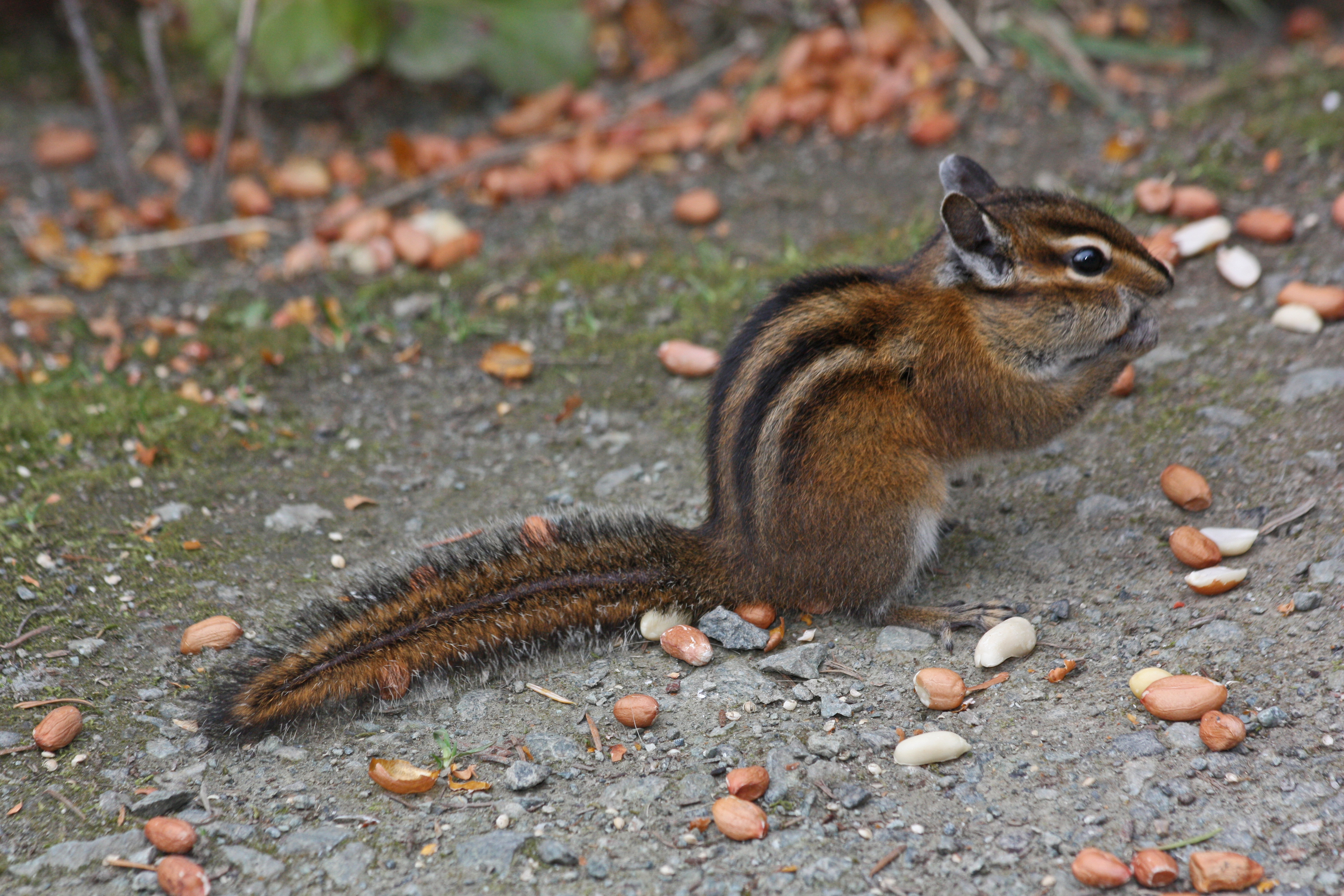 stonerchipmunk