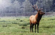 elk