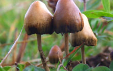 Psilocybe
