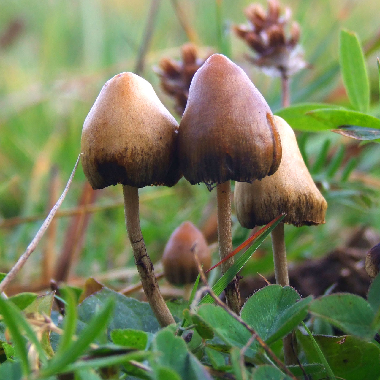 Psilocybe