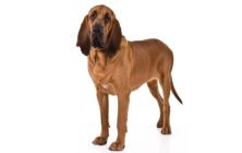 Bloodhound