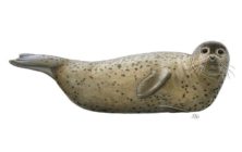 seal