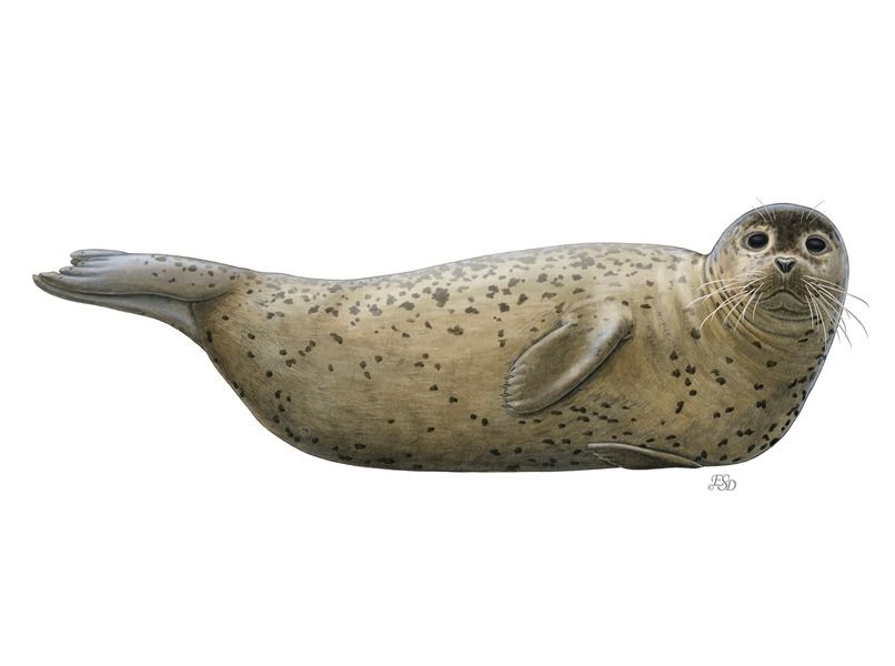 seal