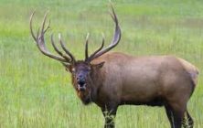 elk