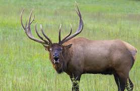 elk