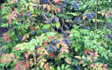 oregon-grape-