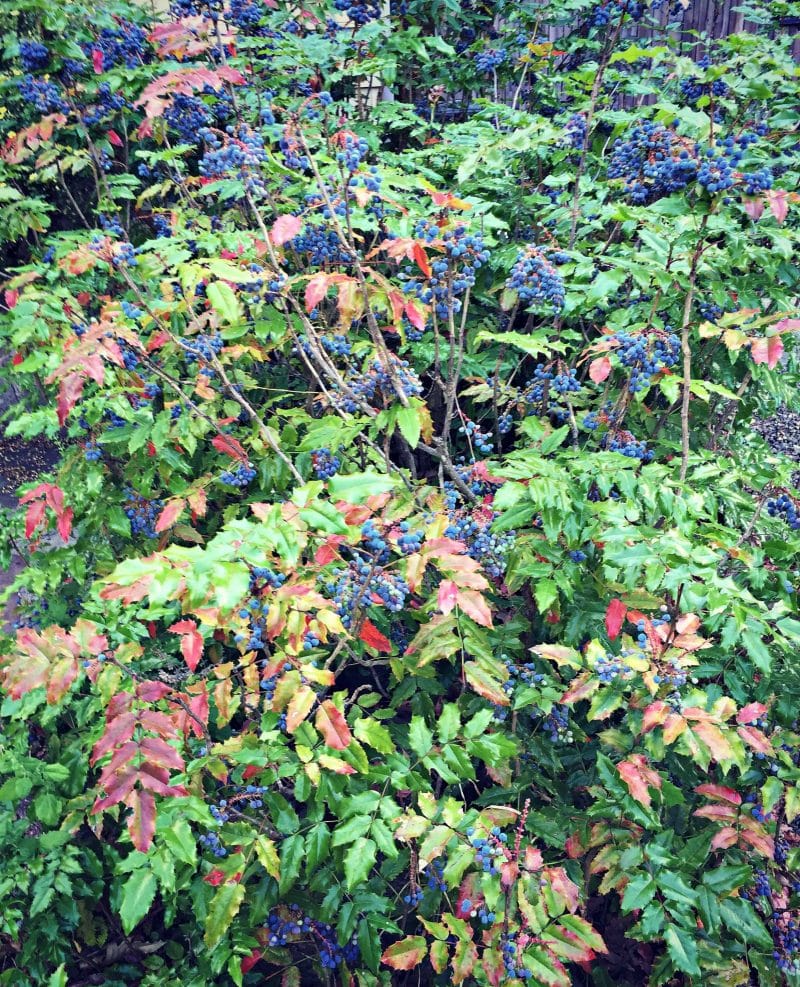 oregon-grape-